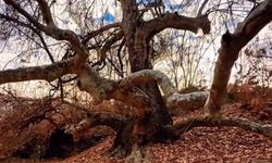 Malatya’da Bir Devlet Kararının Sessiz Tanığı Asırlık Çınar