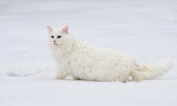 Aslan Yürüyüşlü Van Kedileri Yeni Doğum Sezonuna Hazırlanıyor