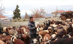 Depremzede besici, devlet desteğiyle hayvan sayısını artırdı