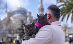 İstanbul'u gezen seyyah kedinin omuz macerasına yavrusu da katıldı