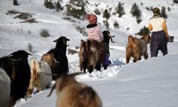 Küçük Ceyda'nın en yakın dostu keçileri