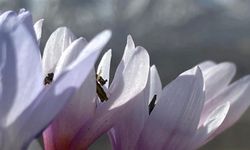 Doğanşehir'de baharın habercisi çiğdemler açtı