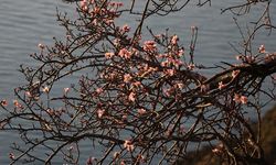 Tekirdağ'da badem ağaçları çiçek açtı