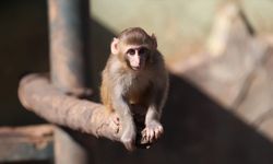 Uyuşturucu şüphelilerinin elinden kurtarılan maymun yavrusu, 'yetimler barınağı'na yerleştirildi