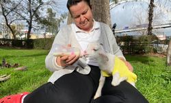 Yanından ayırmadığı kuzusunu parkta da misafirliğe de götürüyor
