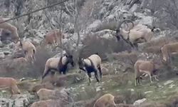 Adıyaman'da Sincik boğazına dağ keçileri indi