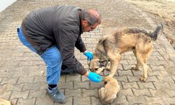 Adıyaman'da Yemek artıkları mamaya dönüşüyor