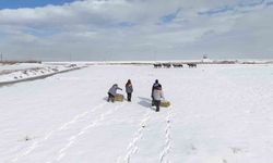 Büyükşehirden 'dilsiz dostlara' merhamet eli: Soğuk günlerde sıcak bir dokunuş