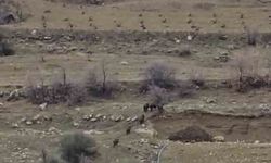 Diyarbakır'da domuz sürüsü yerleşim yerine indi