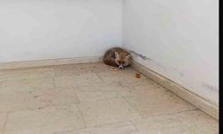 Elazığ Palu'da okulun içine giren tilki kamerada