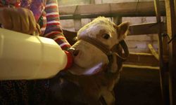 Elazığ'da annesi ölen buzağıyı elleriyle besliyorlar