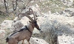 Gercüş kırsalında dağ keçisi görüntülendi