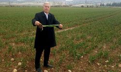 Hasan Altun müjdeyi verdi: Araban sarımsağında rekolte patlaması bekleniyor