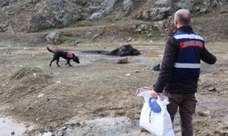 Jandarmanın iz takip köpeği 'Salkım' kayıp şahıs için sahada