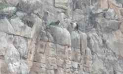 Mahsur Kalan Keçiler İçin 112 ve ERKUT Seferber Oldu