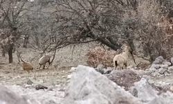 Malatya'da Herkes Onları Arıyordu: 'Nesli Tehlikede' Olan Sürü Böyle Görüntülendi!