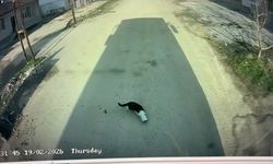 Malatya'da kafası konserve kutusuna sıkışan kediyi otobüs şoförü kurtardı