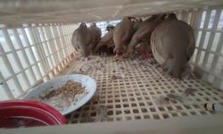 Şırnak'ta 40 adet kanatlı hayvan ele geçirildi