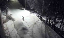 Sivas Gürün'de kurtlar mahalleye indi