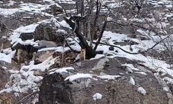 Tunceli'de Karlar arasında yiyecek arayan tilki görüntülendi