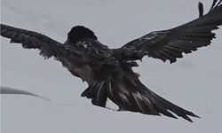 Tunceli’de Nefes Kesen Anlar: Kara Akbaba Karlı Arazide Görüntülendi