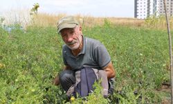 Yakalandığı hastalık, ata tohum mücadelesine engel olmadı