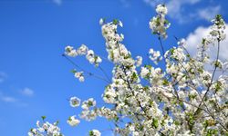 2026 Cemre Tarihleri: Baharın Müjdecisi Malatya’ya Ne Zaman Geliyor?