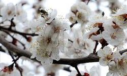 Malatya’ya Cemre Düşecek!