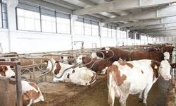 Malatya'da 256 İşletme Çıkmazda! "Hayvanlarımızı Sattık, Ortada Kaldık"