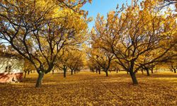 Malatya Kayısısında Telafisi Olmayan Sır Gibi Hata
