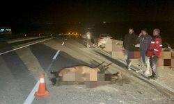 Sultansuyu'ndaki "Kaçak At" Skandalında Fatura Kesildi: Müdür Görevden Alındı, 2 İşçi Kovuldu