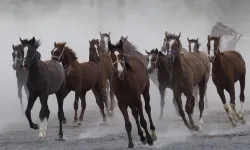 Malatya'da 100 Milyonluk Kaçak Tay İddiasında Gerçek 800 Bin Çıktı