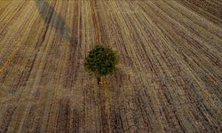 Tarım Karnesi Açıklandı: Malatya, Elazığ ve Adıyaman Listede