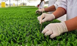 Malatyalı Üreticiye Fidan ve Tohum Parası Müjdesi