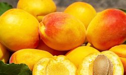 Kayısıdan Ulu Camiye, Kanyonlardan Sofralara: Malatya Denince Akla Gelenler