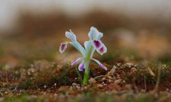 Malatya’da Nevruz Çiçekleri Şubatta Açtı: Bahar Erken Geldi