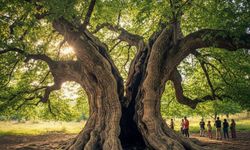 Malatya’daki O Ağacın Sırrı Çözüldü: Bir Çubuktan Dev Bir Çınara!
