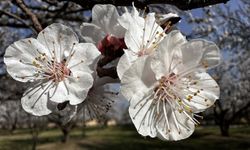 Kayısıda İflas Tehlikesi! O Hata Yapılırsa 2 Yıl Mahsul Yok