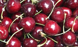 Dalbastı Kirazında Bu Yıl Risk Var mı? Uzmanından Kritik Uyarı