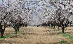 Malatyalılara Kayısılar Yanabilir Uyarısı! Önlem İçin Liste Yayımlandı