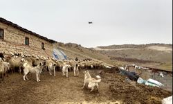 Yazıhan’da Kangal’lardan Drone’a Geçit Yok