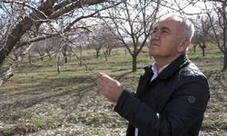 Kayısıda Verim Kaybı Sinyali: Üretici ve Tüccar Ne Yapacak?