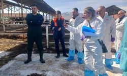 Malatya’da Alarm! 450 Büyükbaş Karantinada