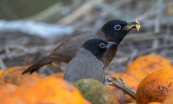 Adana'da Ağaçlardan Düşen Narenciyelerle Beslenen Arap Bülbülleri Görenleri Büyüledi