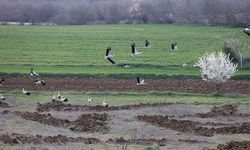 Baharın Habercisi Geldi! Leylekler Trakya’da Tarlalara Akın Etti