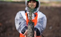 Bu Yıl Türkiye’de 600 Milyon Fidan Dikilecek