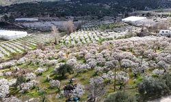 Çiçek açan erik ağaçları havadan görüntülendi