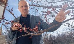 Çiftçiler Şaşkın: Malatya’da Kayısı Ağaçları Erken Çiçek Verdi