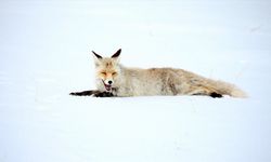Dakikalarca Sessizce Bekledi… Sonra Havaya Zıpladı! Kars’ta Tilkilerin Av Anı