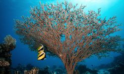 Dünya Yaban Hayatı Günü 2026: Nesli Tehlikede Olan Bitkiler ve Hayvanlar